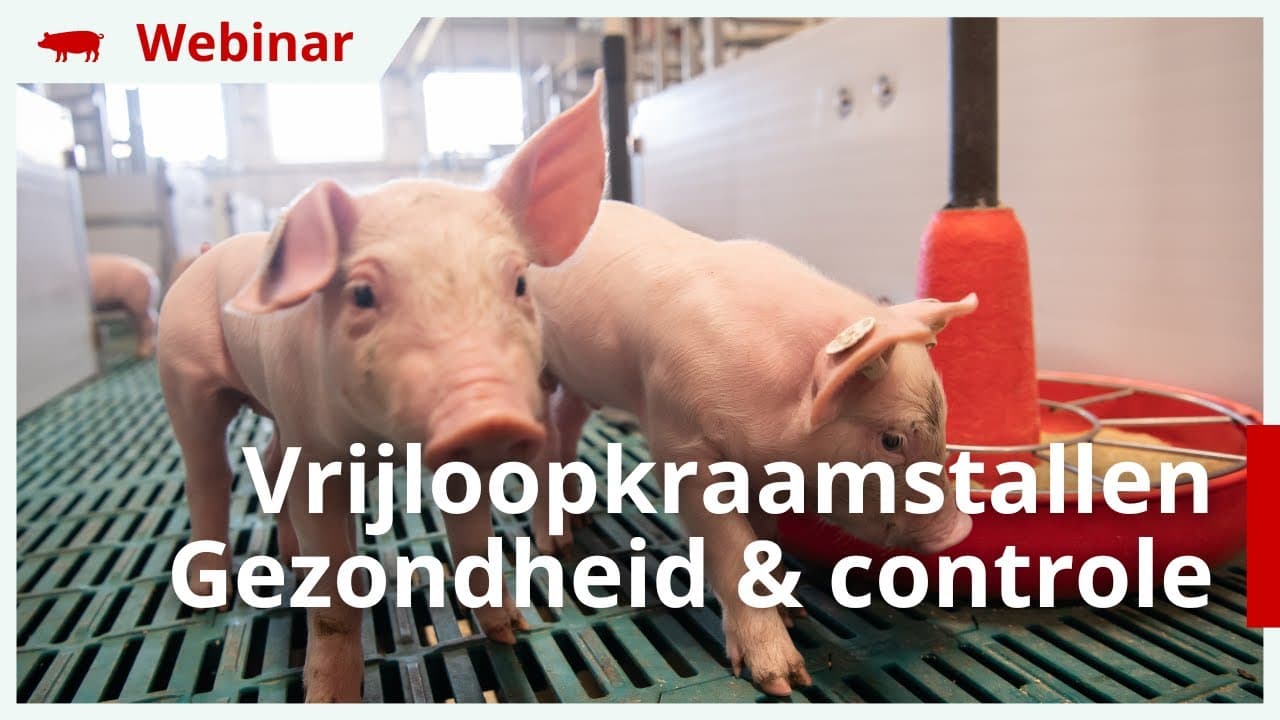 Webinar | Vrijloopkraamstallen voor zeugen – Gezondheid & controle