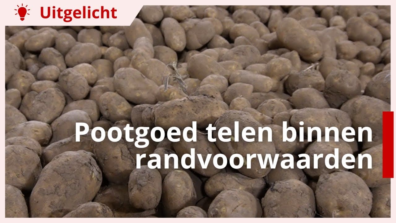 Uitgelicht | Hoe teel je pootgoed optimaal binnen randvoorwaarden?