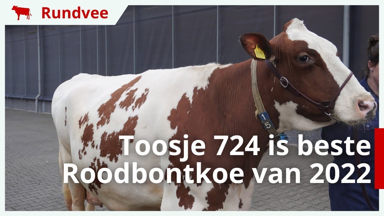 Video | Toosje 724 is beste Roodbont Holsteinkoe van het jaar