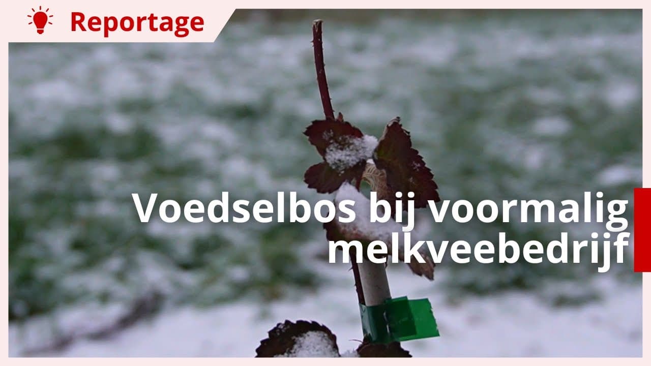 Video | Toekomstboer Maud: ‘Met voedselbos hopen wij impact te maken’