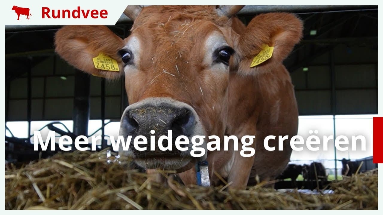 Video | Toekomstboer Sjaak: ‘Natuurinclusief boeren creëert meer weidegang voor vee’