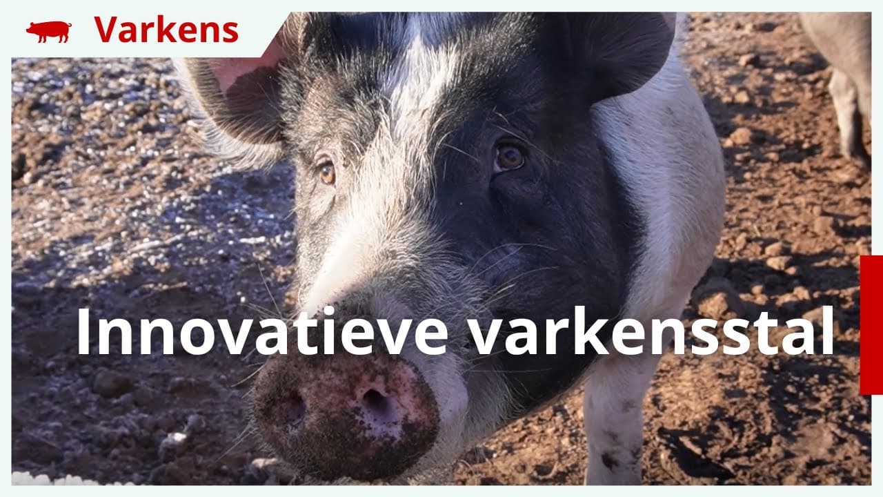 Video | Toekomstboer Jeroen: ‘Nieuwe innovatieve varkensstal voor welzijn big en zeug’