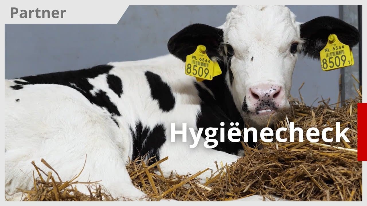 Video | Hygiënecheck bij pasgeboren kalfjes