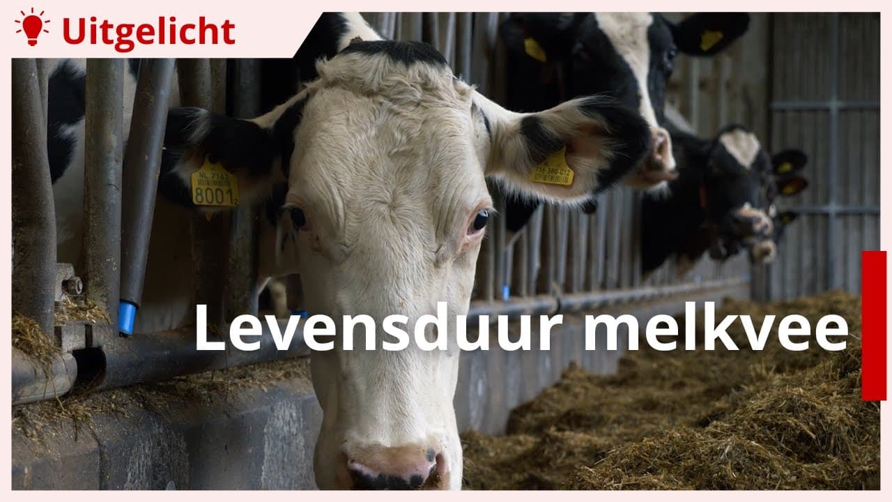 Uitgelicht | Levensduur melkvee verlengen