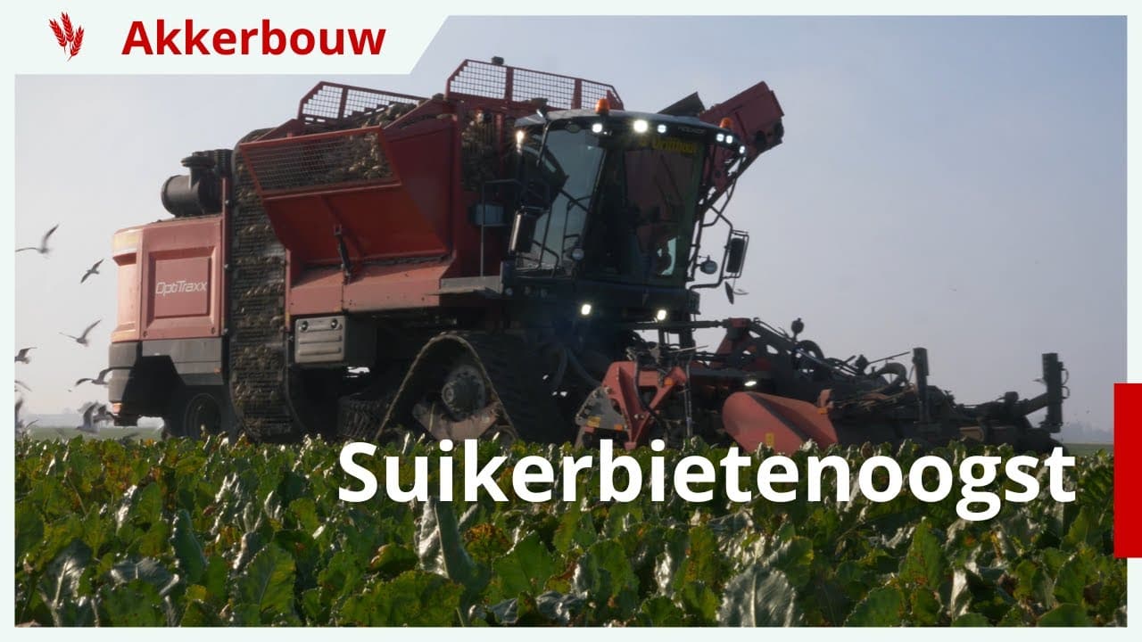 Video | 18% suiker in suikerbietenoogst