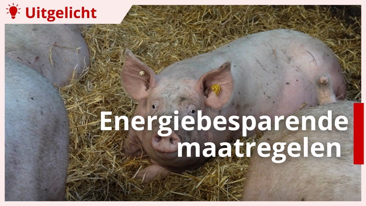 Uitgelicht | Energiebesparende maatregelen varkensstal