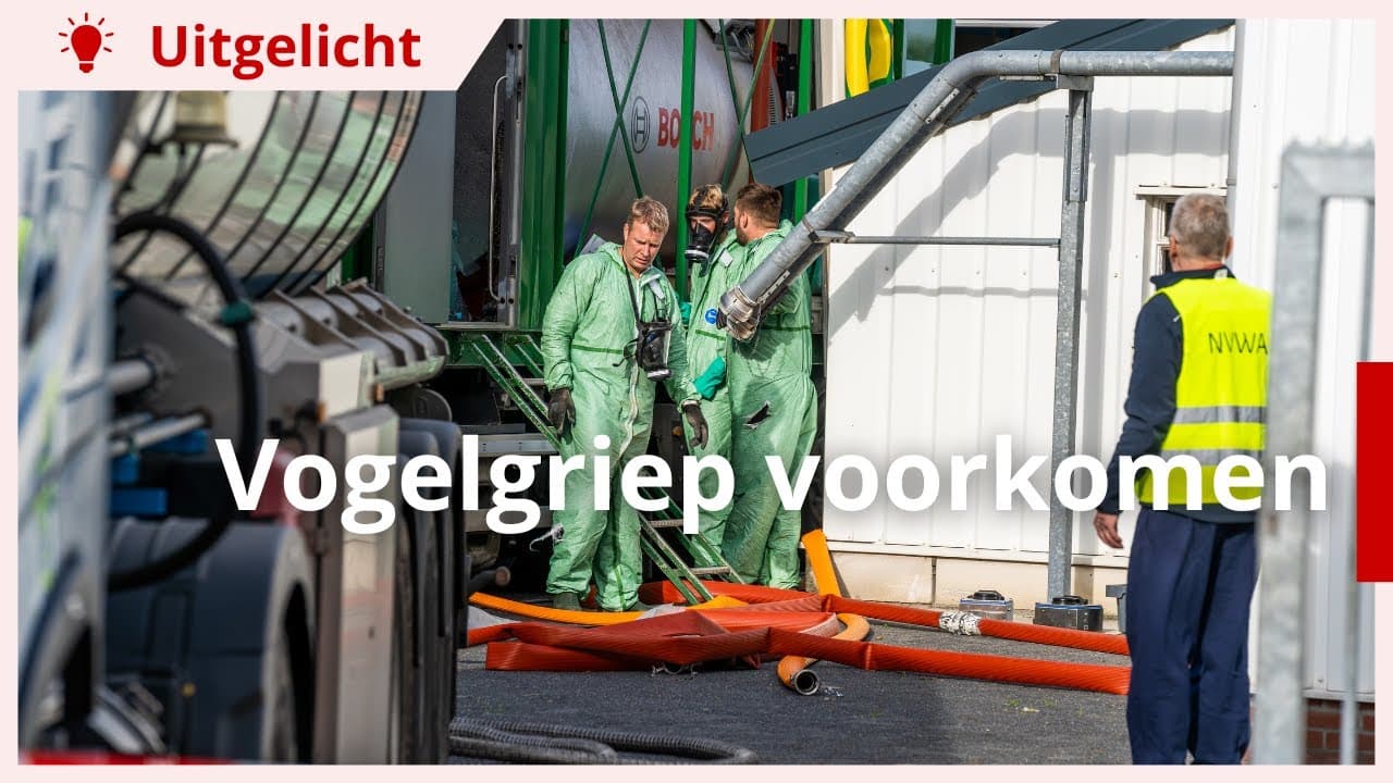 Uitgelicht | Hoe kan je vogelgriep voorkomen?