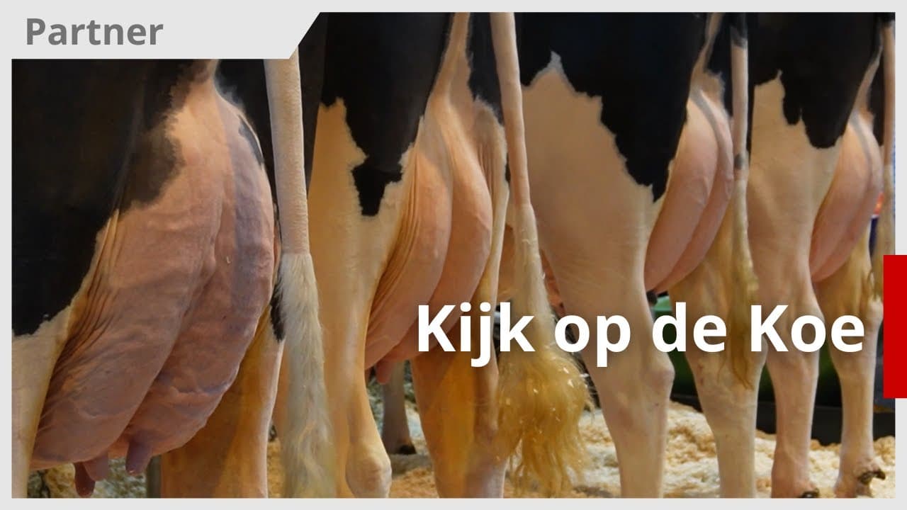 Video | Kijkje op de Koe bij RMV Hardenberg 2022