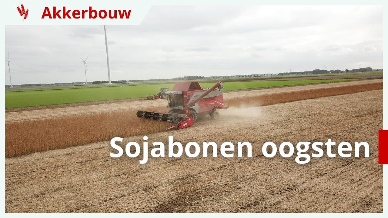Video | Geslaagde opbrengst biologische sojabonen