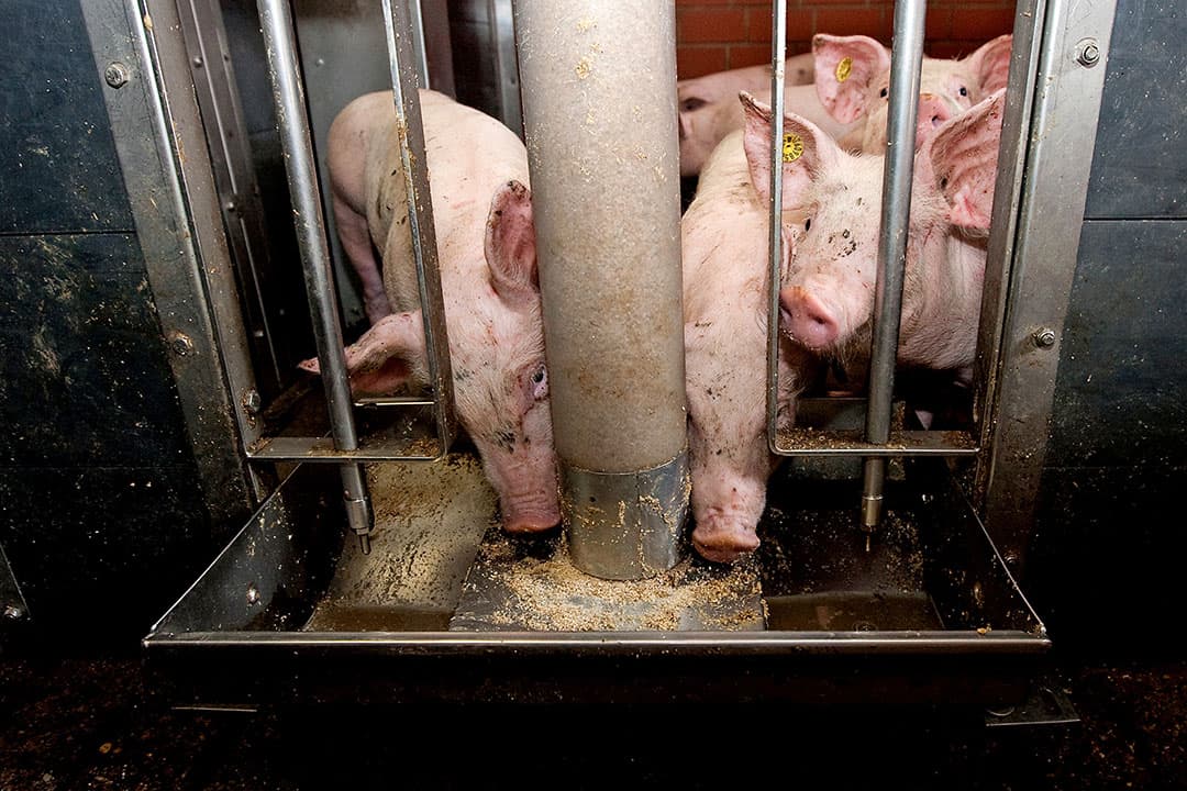 Stijgende opbrengsten worden teniet gedaan door de sterk toegenomen voerkosten. - Foto: Ronald Hissink