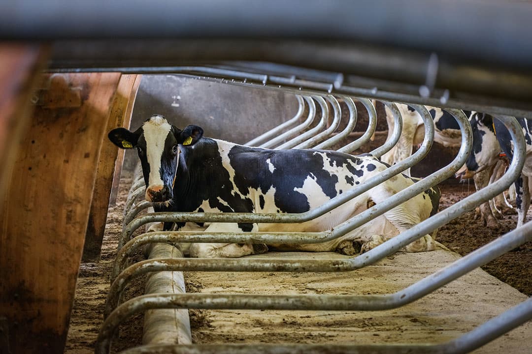 Een droge koe in een gerenoveerde ligboxenstal. Er zijn waterbedden met waterknierol geplaatst en de boxen zijn 1,25 meter breed gemaakt. - Foto's: Jan Willem van Vliet