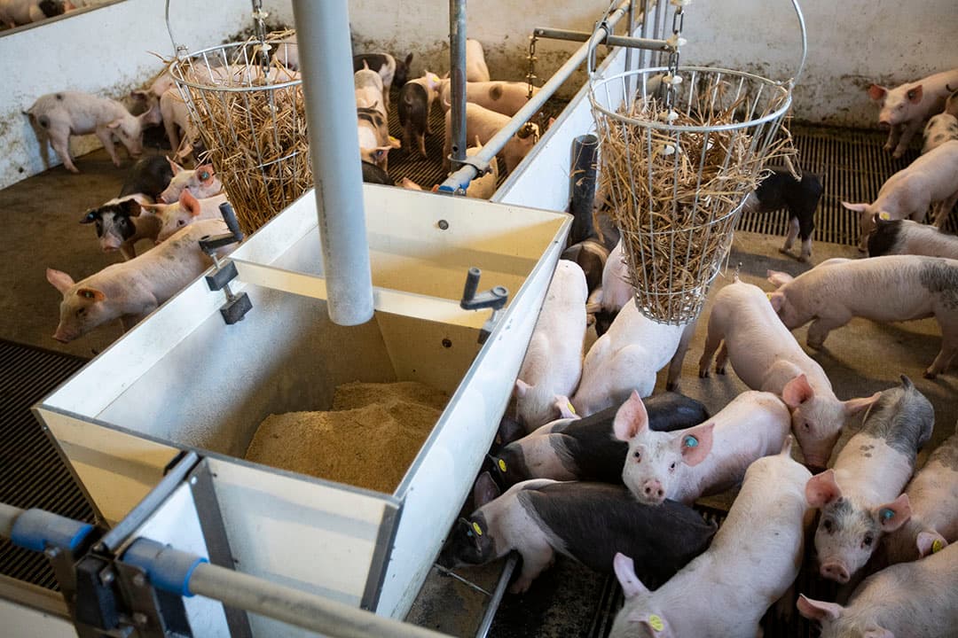Duur voer zorgt voor lagere marges en liquiditeitsproblemen op varkensbedrijven. - Foto: Ronald Hissink