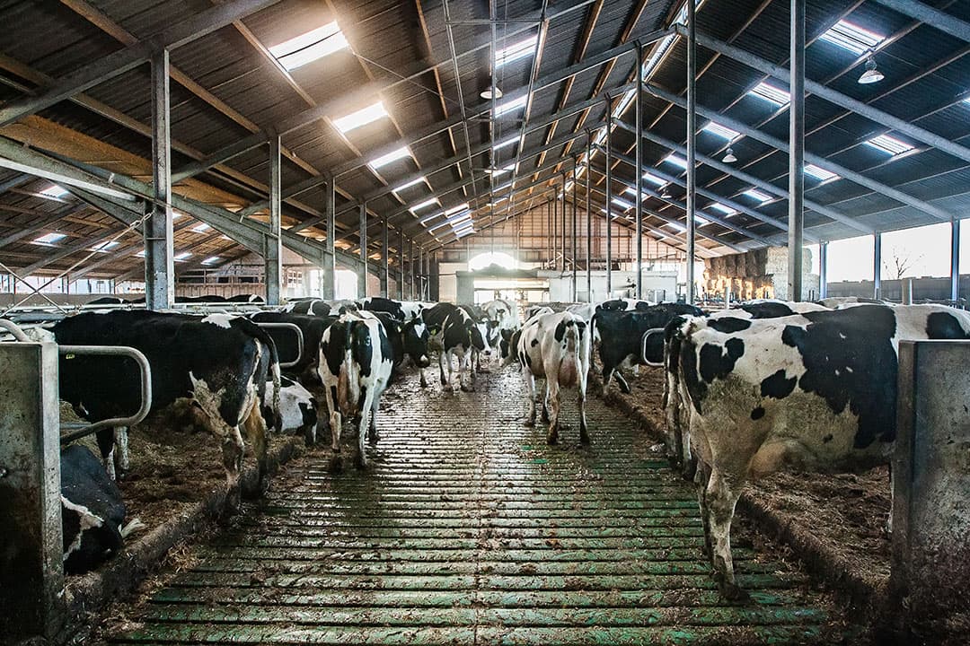 Van 22.000 bedrijven wordt bekendgemaakt hoeveel fosfaatrechten ze in 2018 bij invoering van het stelsel kregen. - Foto: Ronald Hissink