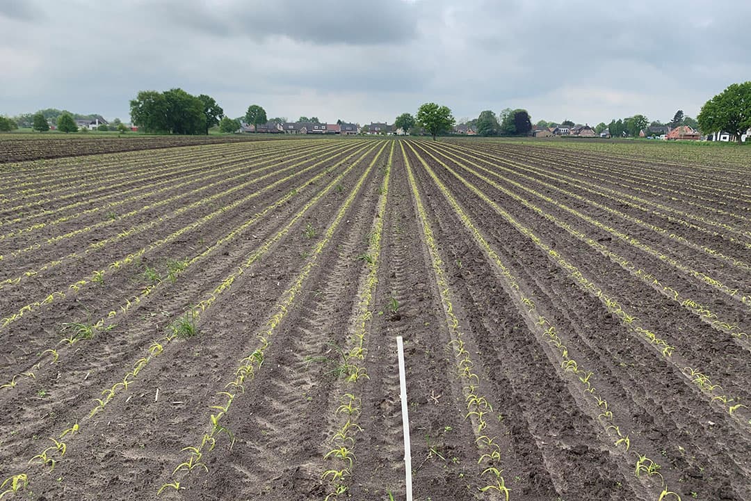Als enkel en alleen wordt gekeken naar de maisopbrengst, zijn de verschillen tussen ploegen en spitten klein.