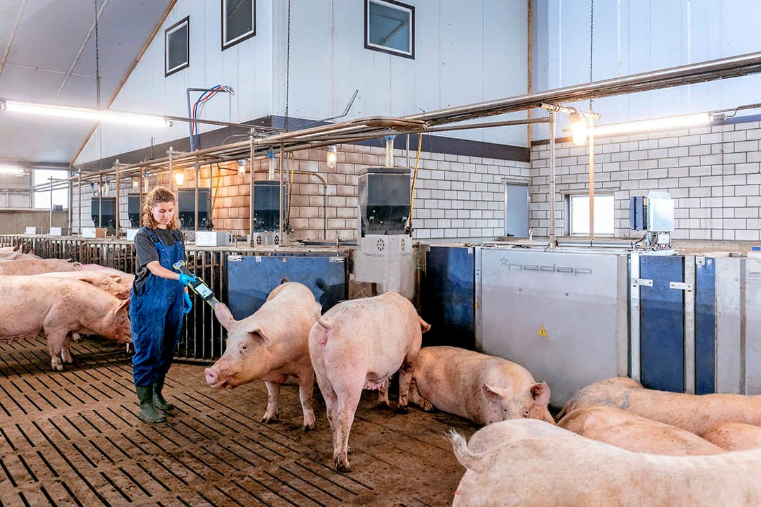 Met behulp van RFID-tags wordt van zeugen individueel voeropname en gewichtsontwikkeling bijgehouden. - Foto: Trouw Nutrition