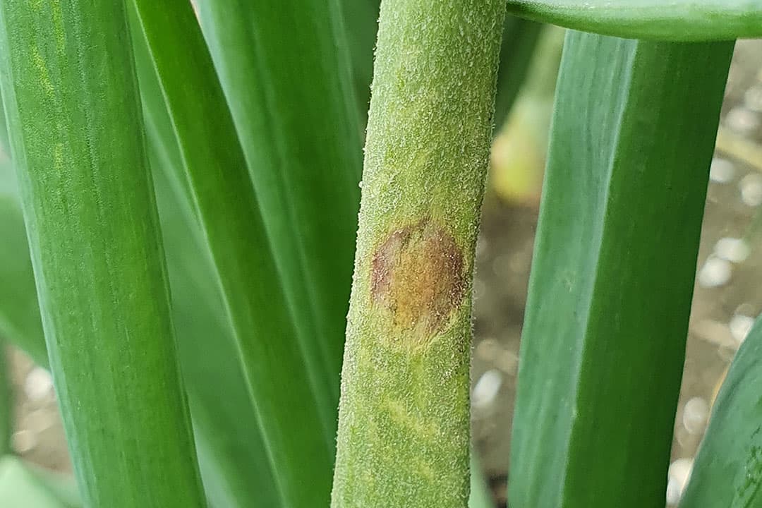 Valse meeldauw in uien. - Foto: Corteva Agriscience