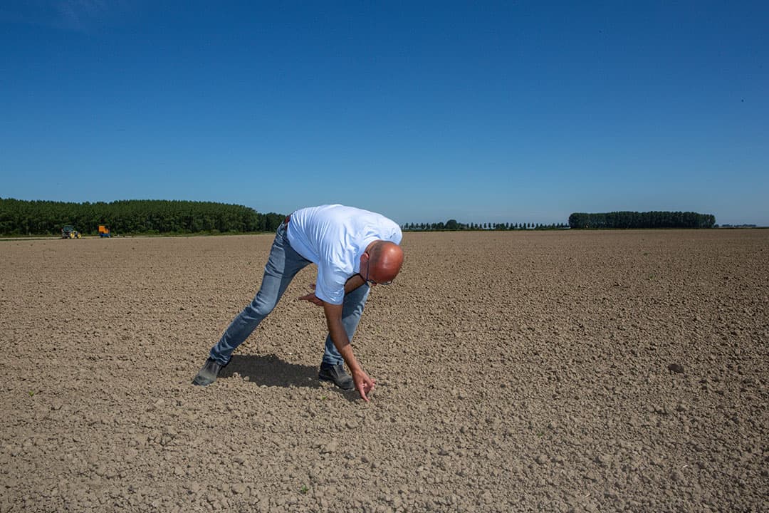Vrijwel alle suikerbieten zijn gezaaid, de vroegste bieten zijn tijdens en na opkomst geplaagd door kou, nattigheid en korstvorming. Het advies is om te controleren of er voldoende planten zijn blijven staan. - Foto: Peter Roek