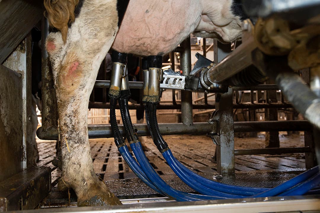 Verminderen van de melkfrequentie en krachtvoergift is een goede manier om in automatische melksystemen koeien minder melk te laten geven. - Foto: Twan Wiermans