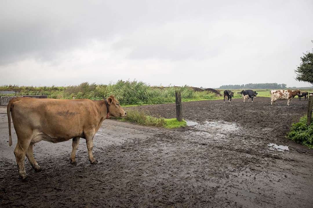 Foto: Koos Groenewold