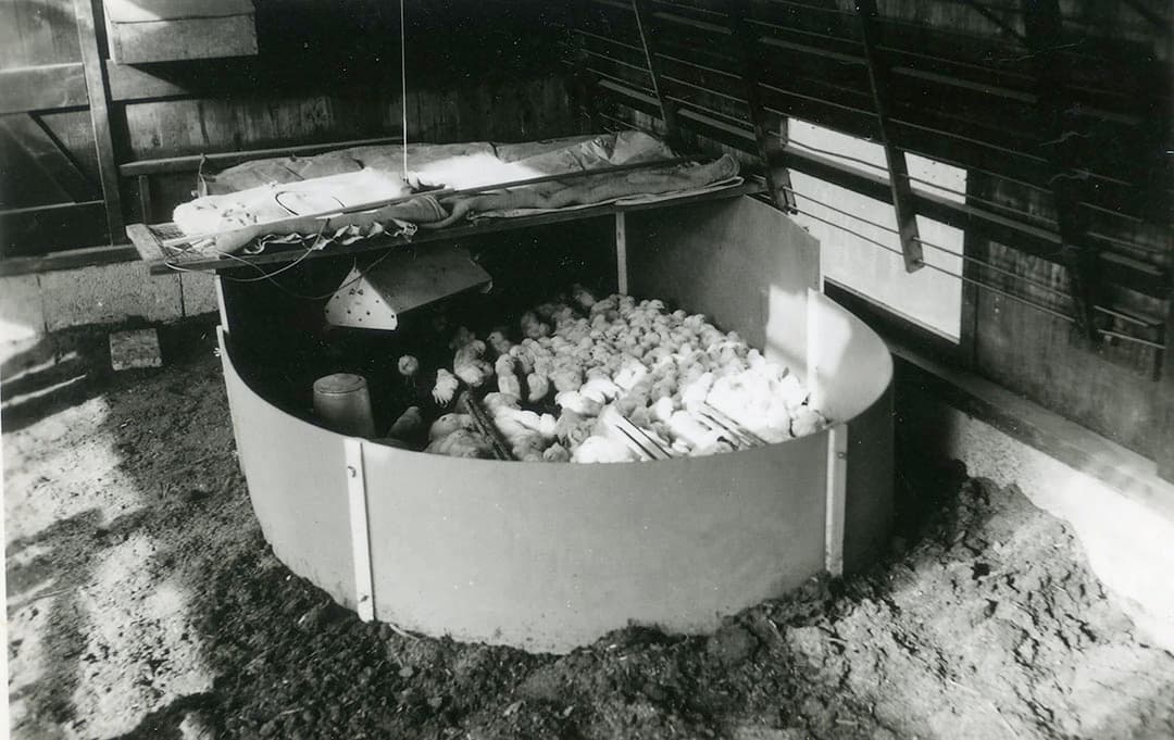 Met verwarmde kuikenringen probeerden pluimveehouders piepjonge kuikens in de winter op te fokken zodat ze in het najaar genoeg ontwikkeld waren om te gaan leggen. De ventilatie in de ring was echter een probleem, het ontbrak onder de verwarmingslamp nogal eens aan verse lucht. - Foto: Misset