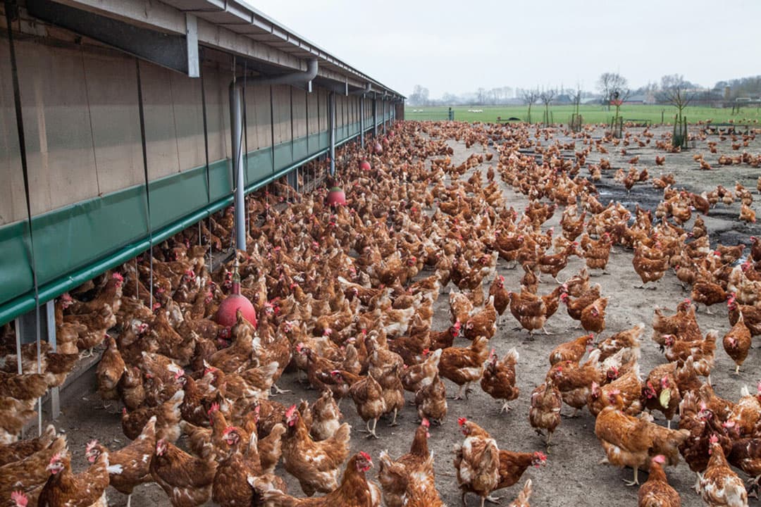 Pluimveebedrijf in het Binnenveld in de Gelderse Vallei. - Foto: Herbert Wiggerman