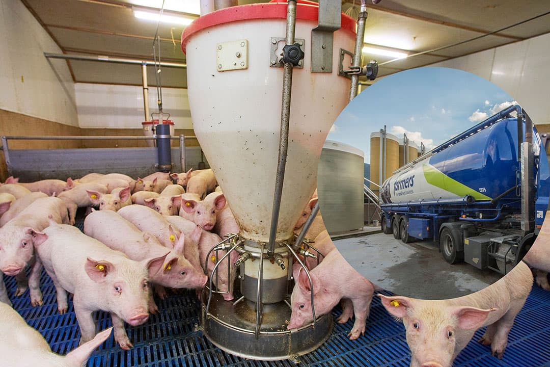 Voor zeugenhouders was 2021 een zeer slecht jaar. Bedrijven die in de goede jaren weinig hebben gebufferd lopen nu aan tegen problemen rondom liquiditeit en continuïteit. Afhankelijk van het perspectief denken banken mee aan oplossingen. - Foto's: Van Assendelft Fotografie en Koos Groenewold, bewerking Misset