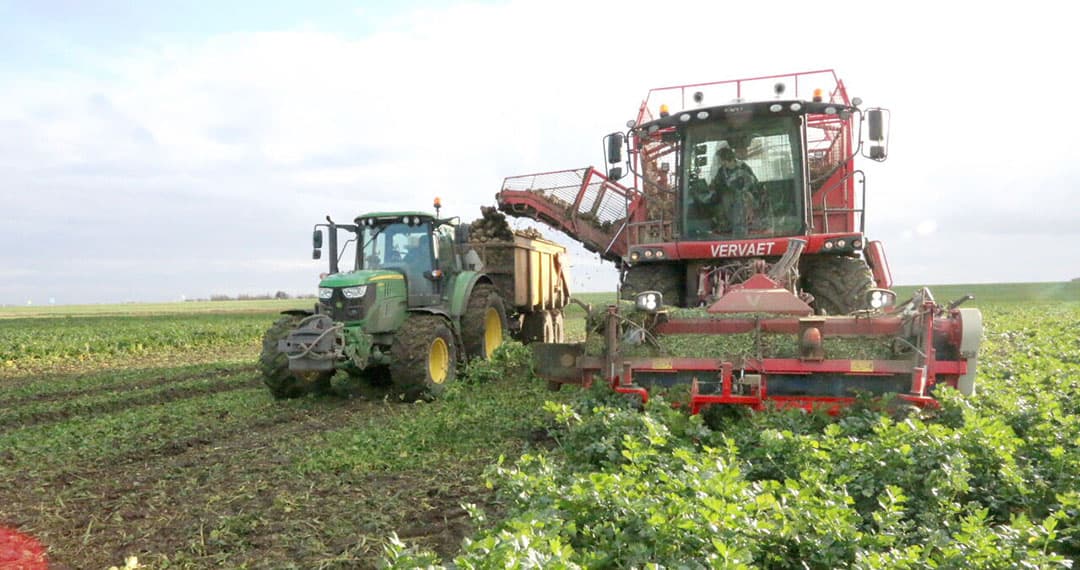 Loonbedrijf Van de Velde uit het Zeeuwse Kerkwerve rooit voor akkerbouwcombinatie Schouwen-Agro knolselderij voor de industrie. - Foto's: Anton Dingemanse