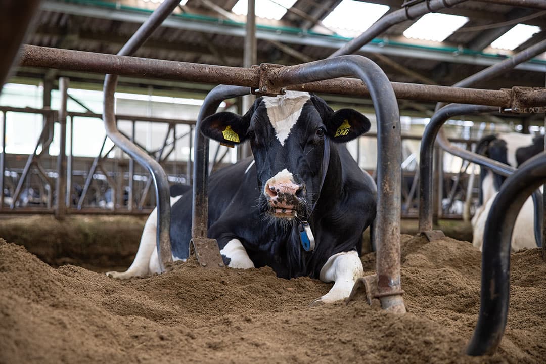 Voldoende comfortabele ligplaatsen om liggend te kunnen herkauwen dragen bij in het verminderen van pensverzuring. - Foto: Peter Roek