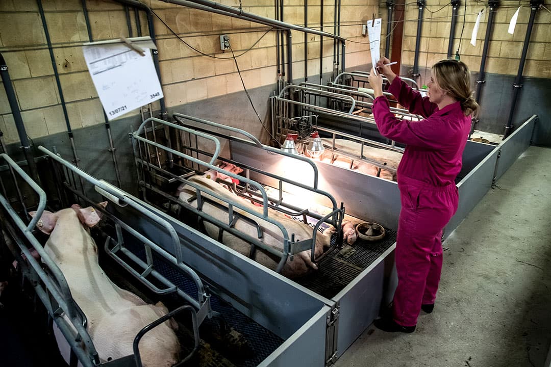 Hoogzwangere Elien maakt een rondje langs de kraamzeugen. Naast haar managementtaken richt ze zich meer op biggen en vleesvarkens. - Foto's: Ronald Hissink