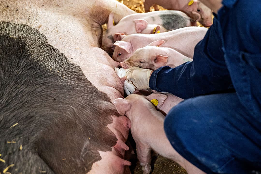 Voor de bestrijding van griep wordt op het gros van de bedrijven de zeugen gevaccineerd. Zo ook bij Koen Lipman. - Foto's: Ronald Hissink