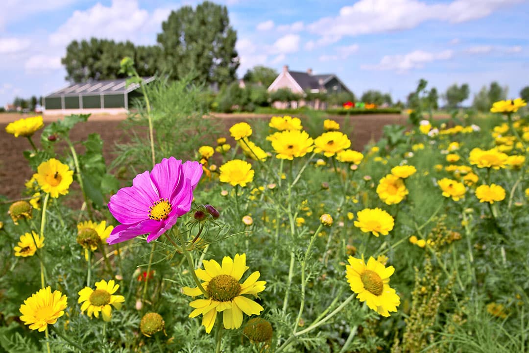 Bloemrijke akkerrand - Foto: Peter Roek