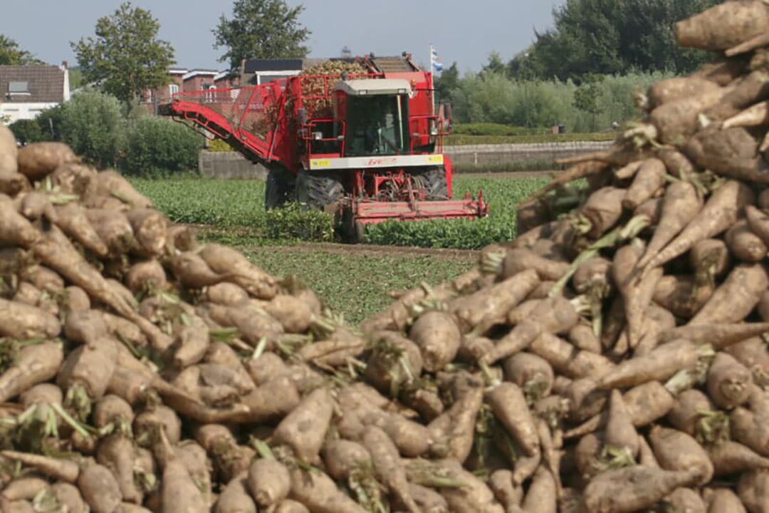Loonwerker Wim van der Heijde uit Kamperland (Zld.) rooit hier bij de teler Hubert Vermue in 's-Heerenhoek (Zld.) zijn perceel cichorei als laatste van deze ronde. - Foto's: Anton Dingemanse
