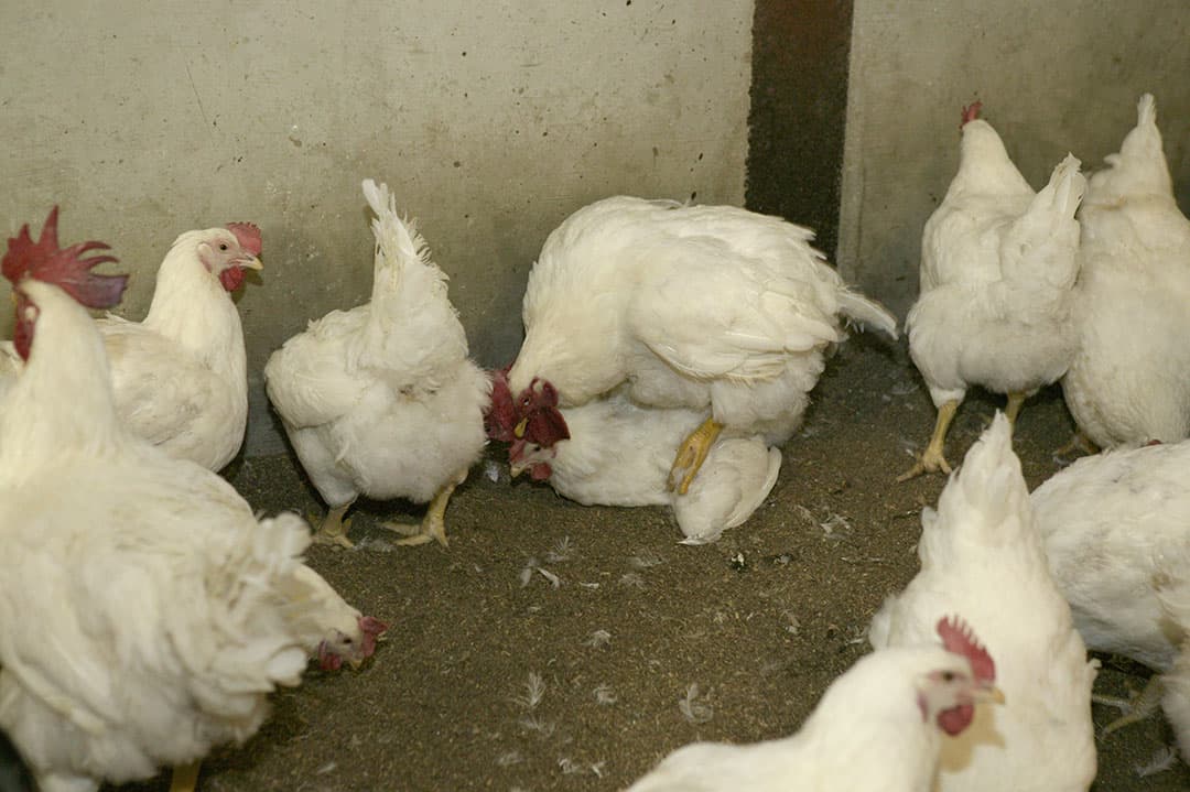 Als de nagel aan de achterste teen bij hanen van pluimveevleesrassen niet wordt verwijderd, ondervinden ze schade bij het paren. - Foto: Jan Willem Schouten
