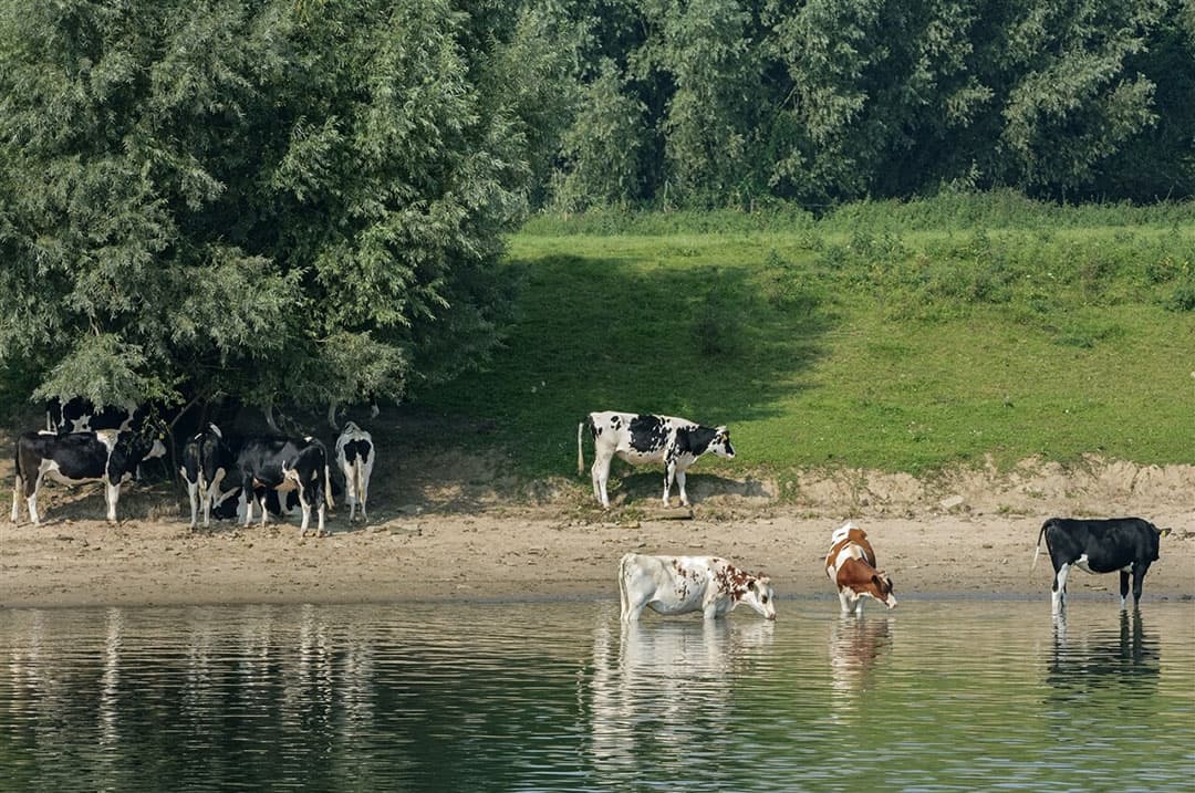 Fouten zijn onder meer gemaakt bij gronden in de uiterwaarden van de IJssel. - Foto: ANP