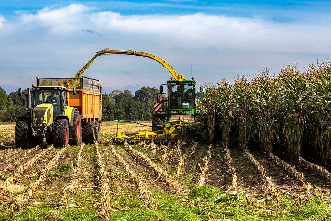 Het maisareaal is de afgelopen decennia in Europa flink gegroeid, wat risico’s op mycotoxinen met zich meebrengt. - Foto: Ronald Hissink