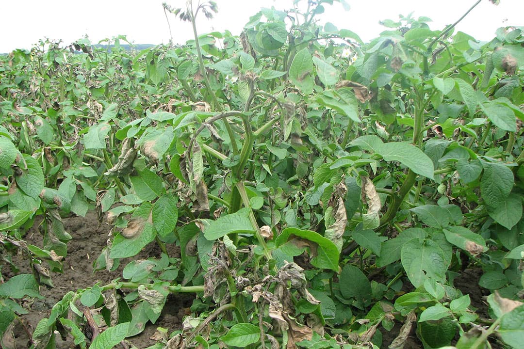 Een door phtophthora aangetaste aardappelplant. Schimmelachtige infecties zullen door klimaatverandering vaker voorkomen, verwachten Britse onderzoekers. - Foto: Misset