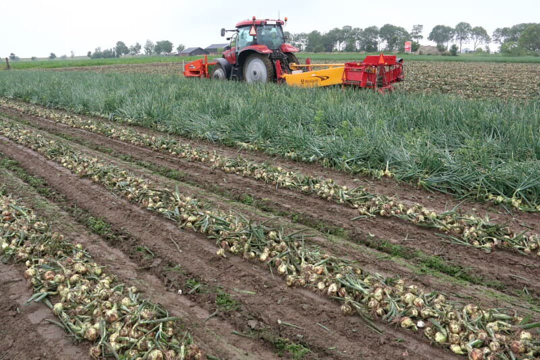Loon- en akkerbedrijf Vis uit het Zeeuwse Noordgouwe rooide begin juli een perceel eigen teelt Troy-winteruien. - Foto's: Anton Dingemanse