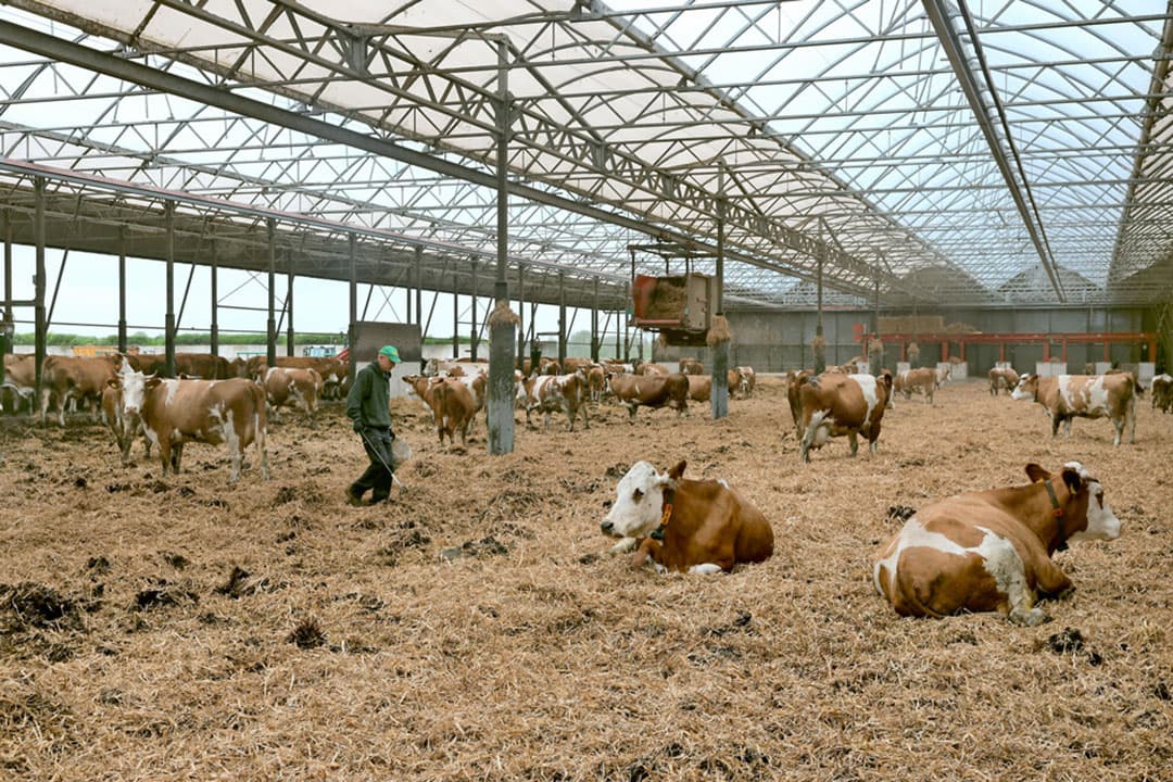 Nog niet zolang geleden ontvouwde minister Schouten haar landbouwvisie in de koeientuin van Duijndam, die nog altijd fosfaatrechten bij moet huren. - Foto: Roel Dijkstra