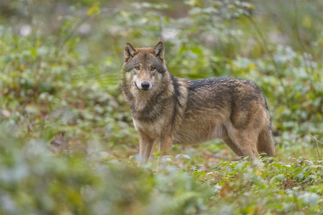 Wolf in het bos. Als de wolvenminnaars hun zin krijgen, komen er steeds meer wolven en minder vee in de wei. - Foto: ANP
