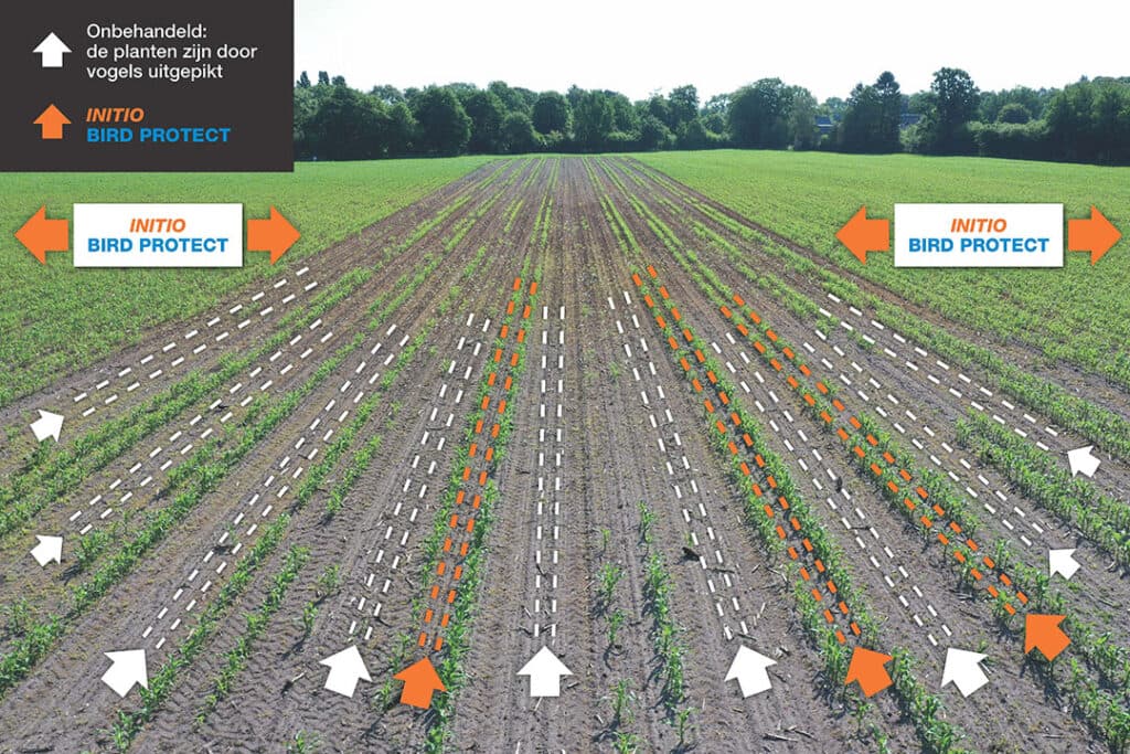 INITIO Bird Protect bevat een effectief afweermiddel tegen vogelvraat en alle ingrediënten voor een vlotte kieming. - Afbeelding: KWS