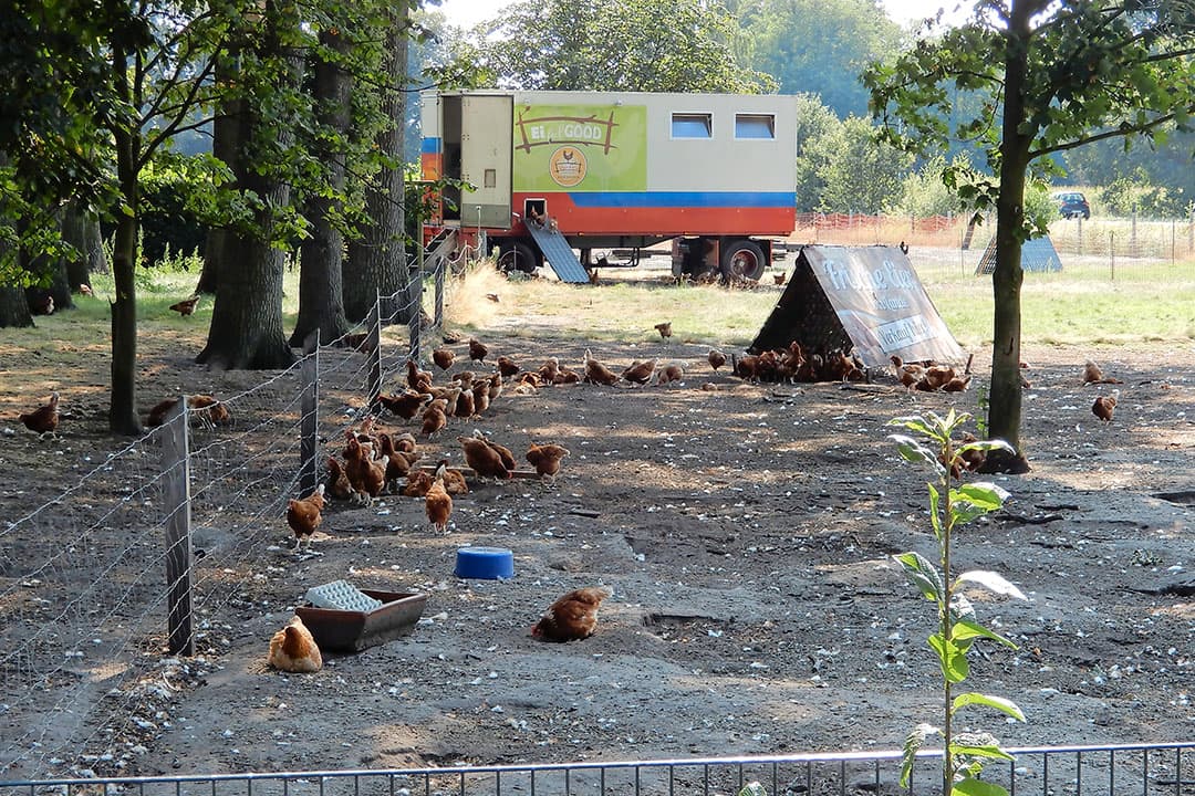 Het aantal biologische leghennen in Duitsland groeit. Het groeiend aantal kippen in mobiele stallen valt buiten de officiële statistieken. - Foto: Hans Bijleveld