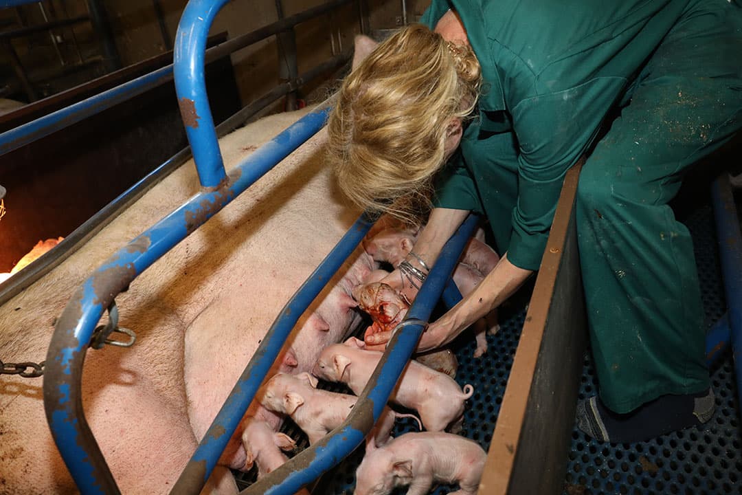 Door extra aandacht aan het geboorteproces te schenken liggen ook de kleinere biggen aan de uier en hebben hierdoor een grotere overlevingskans. - Foto's: Henk Riswick