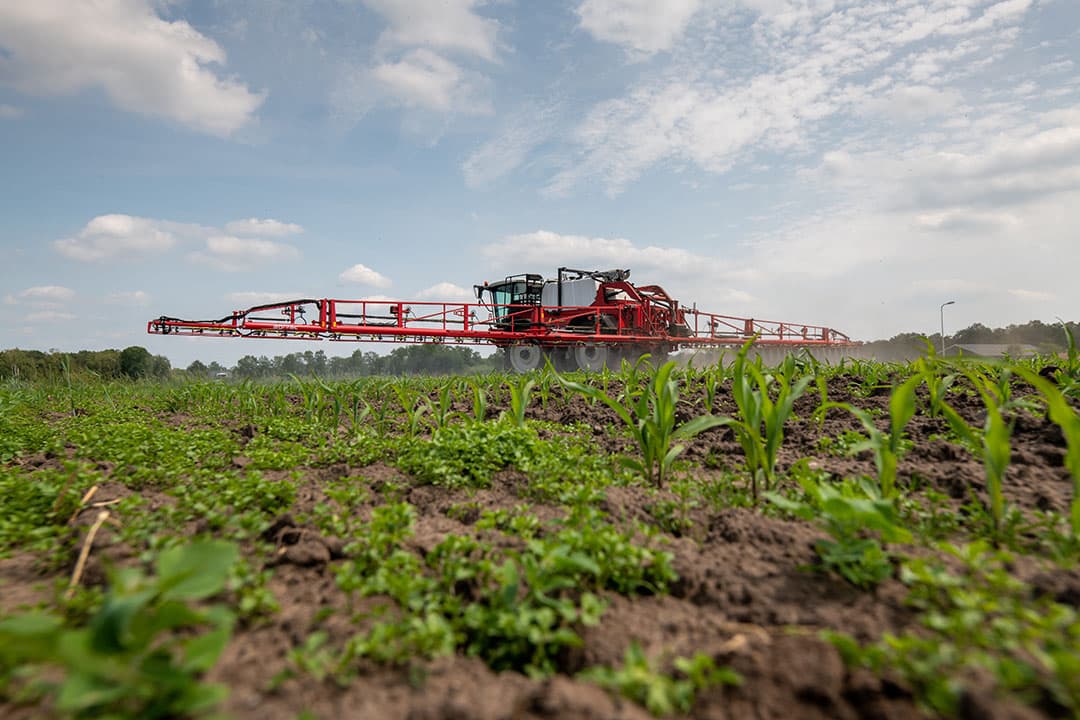 Een van de perspectieven om probleemonkruiden, de nakiemers, aan te pakken is vaker de mais spuiten met een lage dosering. De kosten voor een extra werkgang kunnen gecompenseerd worden door minder werkzame stof van het gewasbeschermingsmiddel te gebruiken. - Foto: Michel Velderman