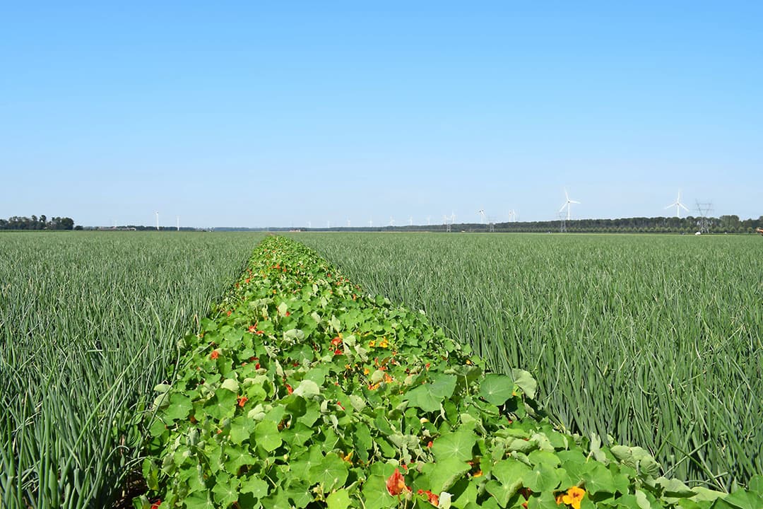 Foto: Bayer Cropscience