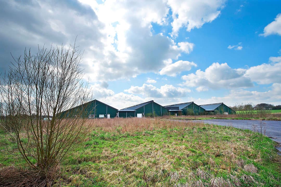 Het voormalige pluimveebedrijf in Groesbeek, waar Kees Koolen een zuivelfabriek wil beginnen. - Foto: Bert Beelen/ANP