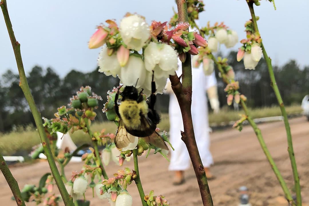 Een hommel bezoekt een bloeiende plant. - Foto: BVT