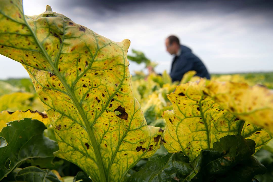 Sinds het verbod op neonicotinoïden zijn suikerbieten kwetsbaarder voor bladluizen die vergelingsziekte kunnen overbrengen. - Foto: Mark Pasveer
