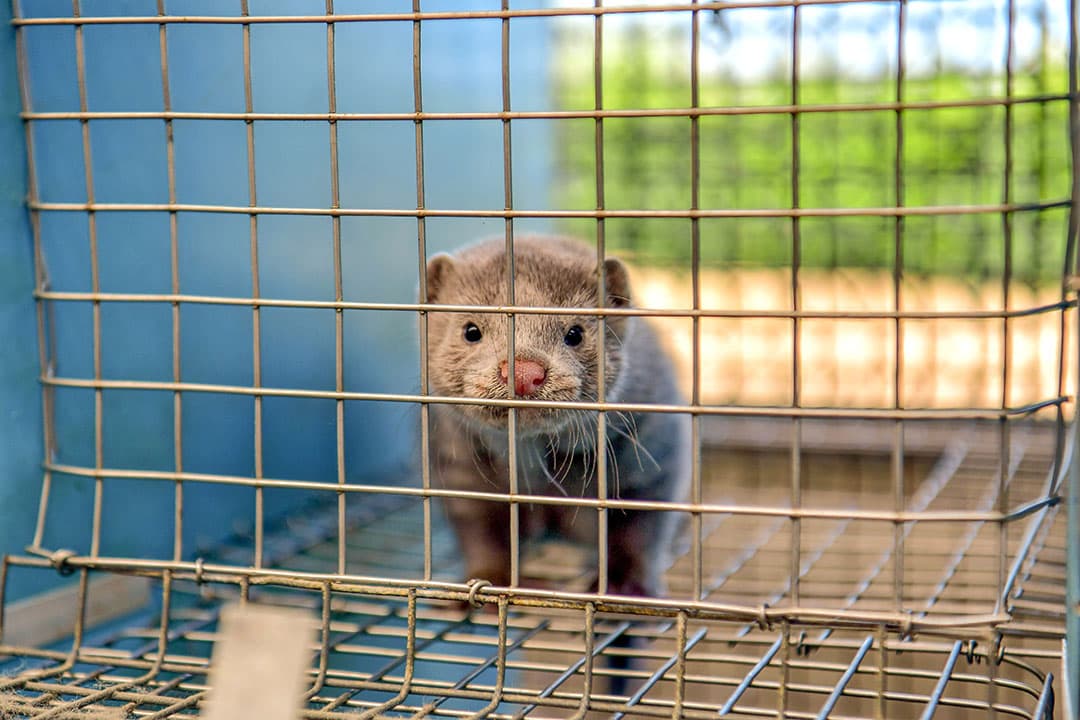 Nerts. Deense nertsenhouders kunnen door hun dieren zelf te ruimen aanspraak maken op een bonus van omgerekend ¬ 2,65 per nerts. Foto: Bert Jansen