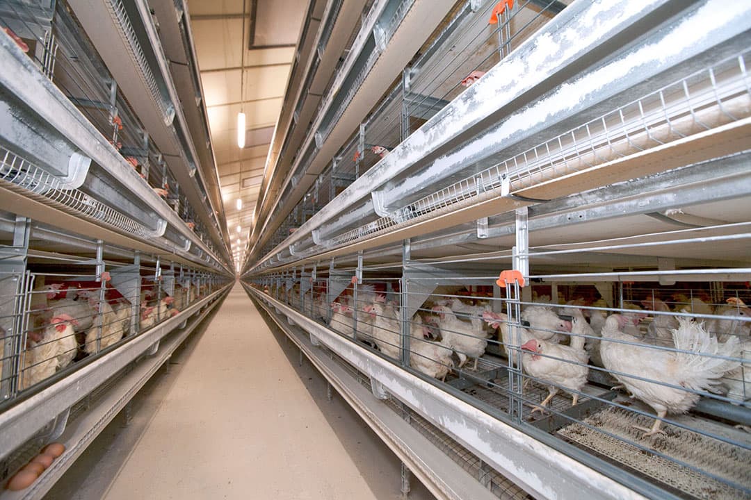 Koloniesysteem - Foto: Koos Groenewold