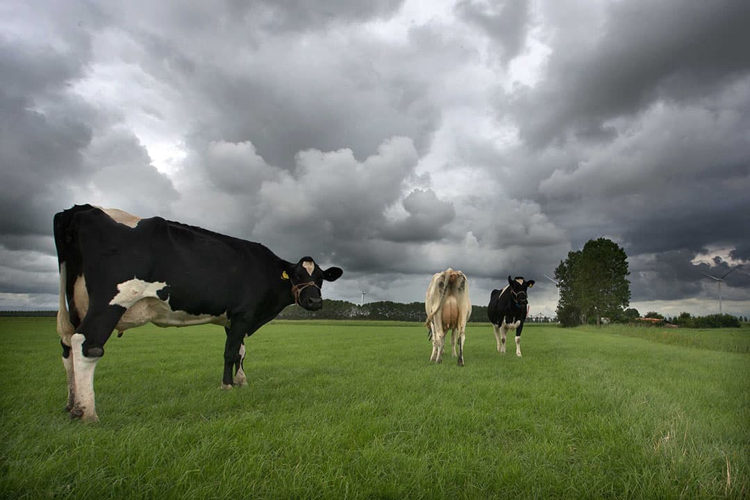 Wageningen UR schetst een somber beeld voor de melkveehouderij: in 2030 zijn er minder dan 11.000 bedrijven over. - Foto: Diederik van der Laan